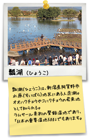 瓢湖（ひょうこ）は、新潟県阿賀野市水原（すいばら）地区にある人造湖。オオハクチョウやコハクチョウの飛来地として知られる。ラムサール条約の登録湿地であり、「日本の重要湿地500」でもあります。